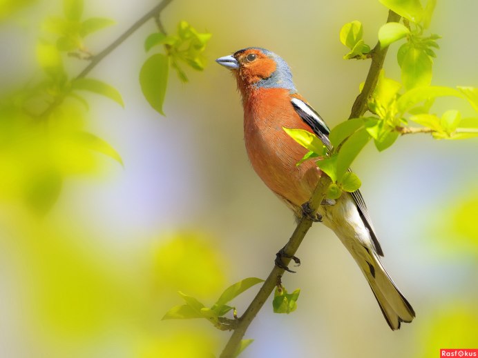 Певчие птицы Гран Канарии