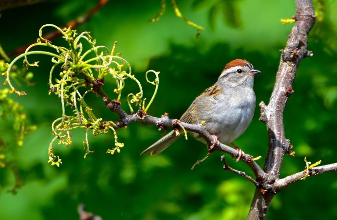 Миртовый певун
