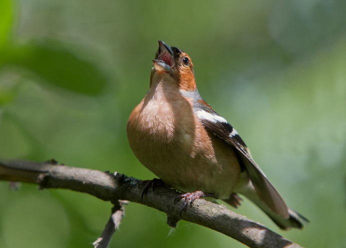 Певчий Дрозд птенцы