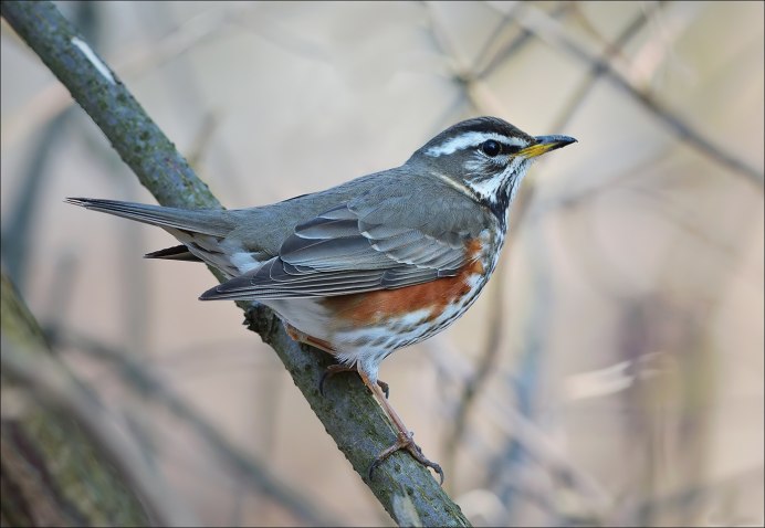 Дрозд и певчий Дрозд