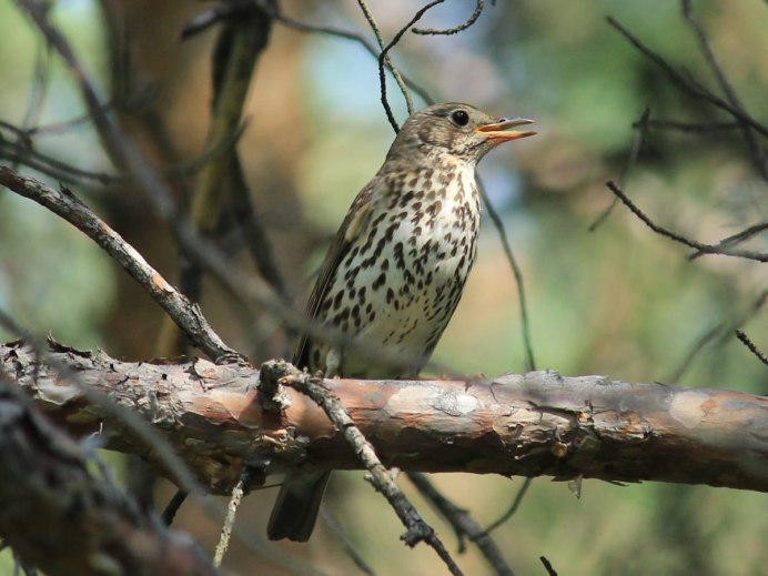 Певчие птицы Подмосковья Зяблик