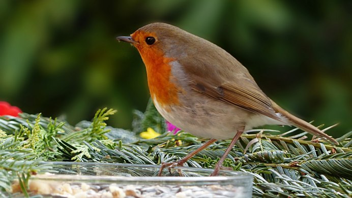 Голдианский Зяблик