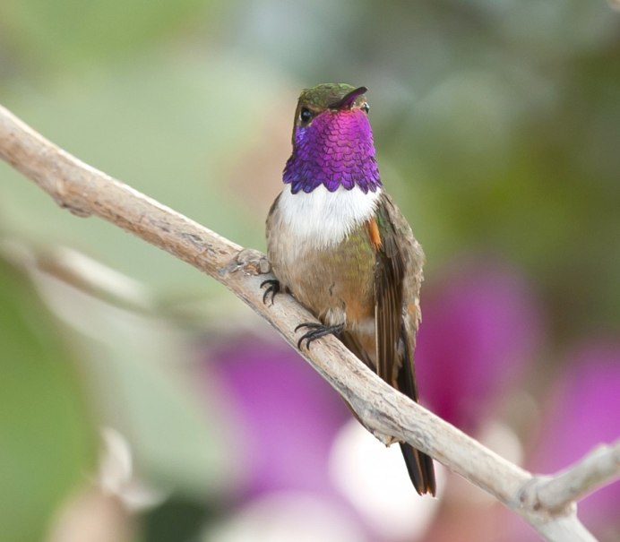 Коли́бри (лат. Trochilidae)