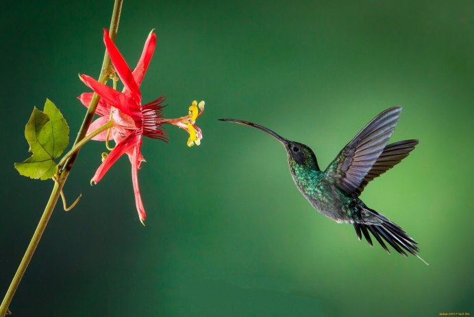 Violet Sabrewing Hummingbird