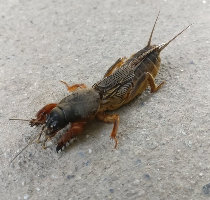 Gryllotalpa Gryllotalpa медведка