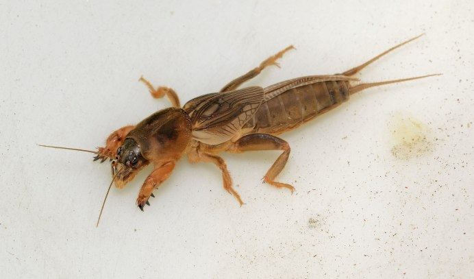 Капустянка медведка