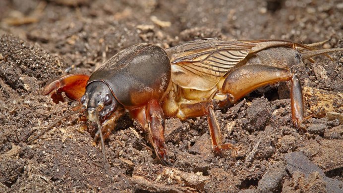 Gryllotalpa orientalis