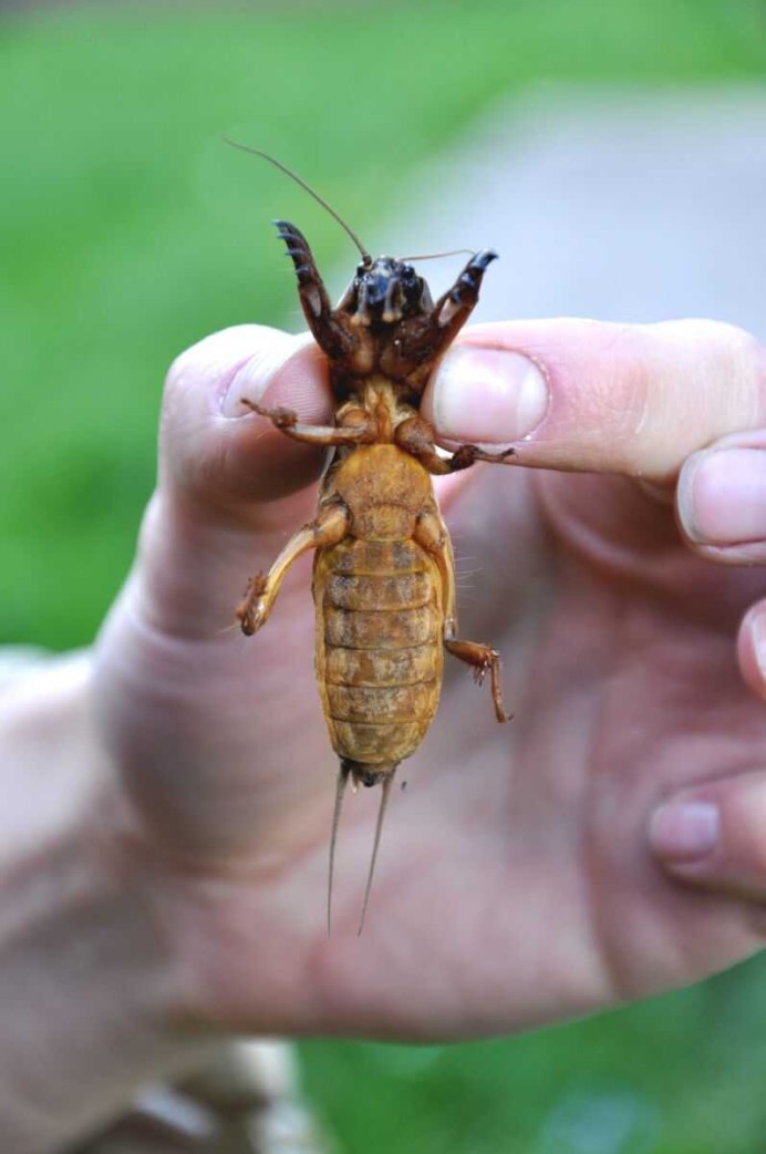 Медведка насекомое