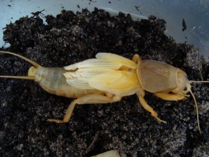 Медведка насекомое вредитель