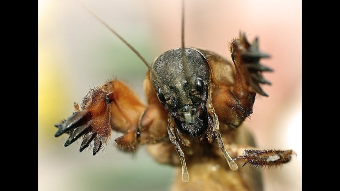 Краб медведка