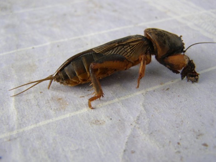 Жук медведка