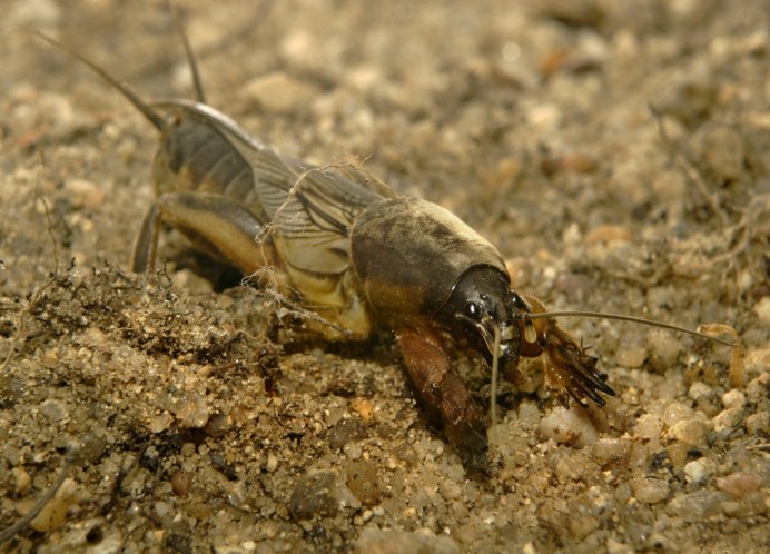 Капустница Жук медведка