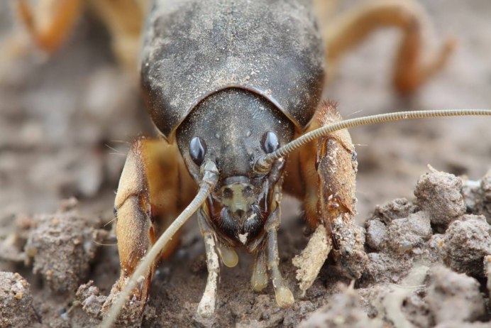 Десятипалая медведка