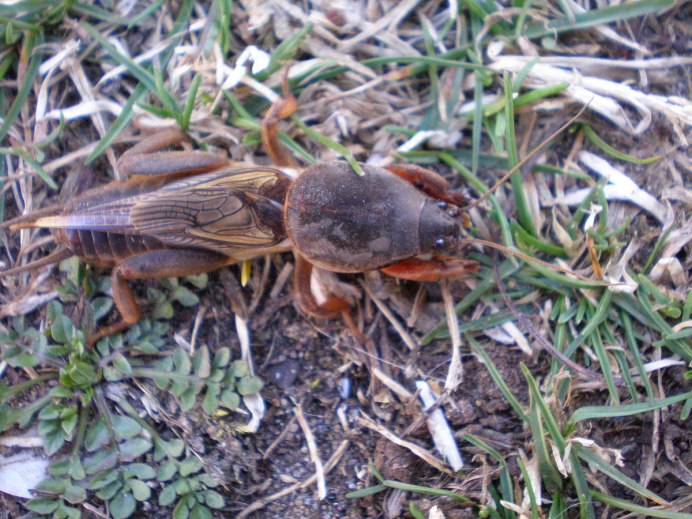 ,Медведка Жук медведка