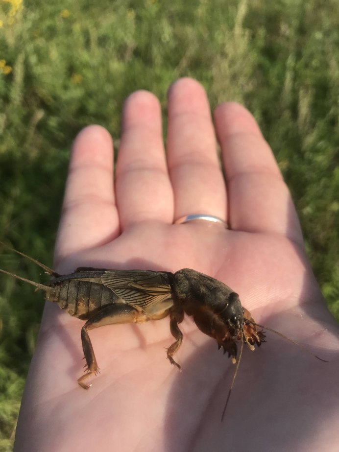 Медведка насекомое