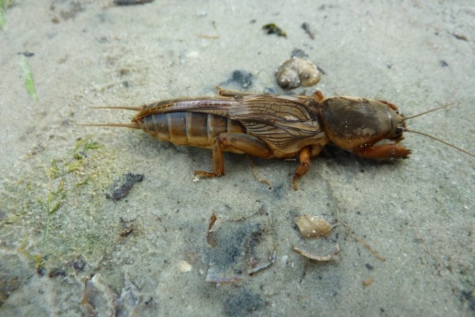 Жук медведка