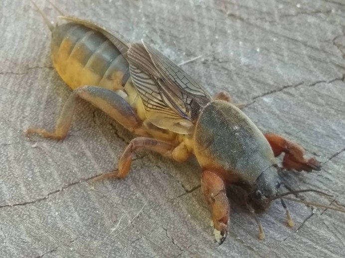 Капустянка медведка