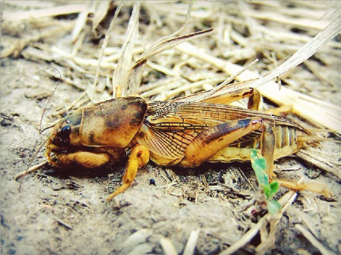 Медведка насекомое большая