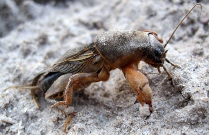 Жук медведка