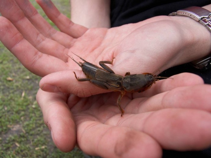 Жук ольхоед