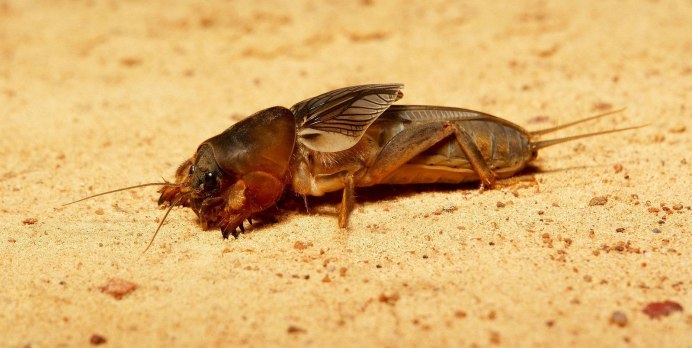 Капустница Жук