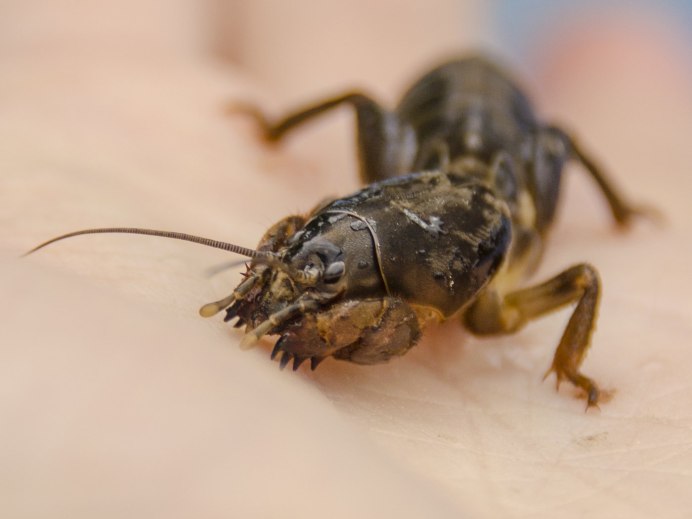 Обыкновенная медведка