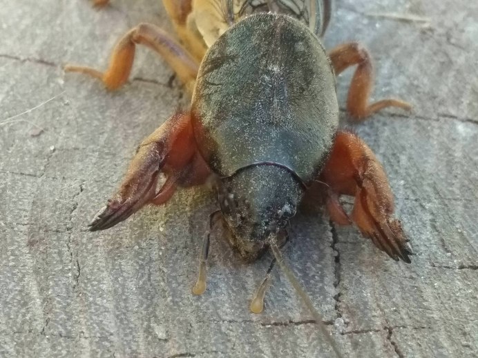 Медведка насекомое