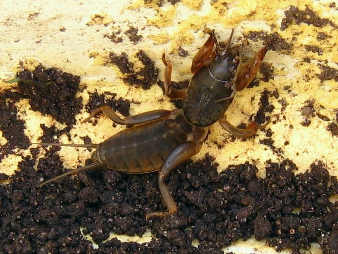 Капустянка медведка