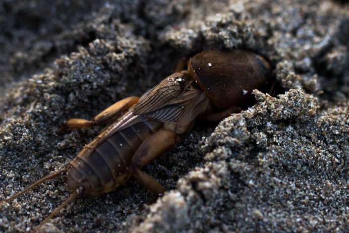 Gryllotalpa Gryllotalpa Linnaeus, 1758
