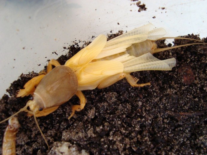 Десятипалая медведка