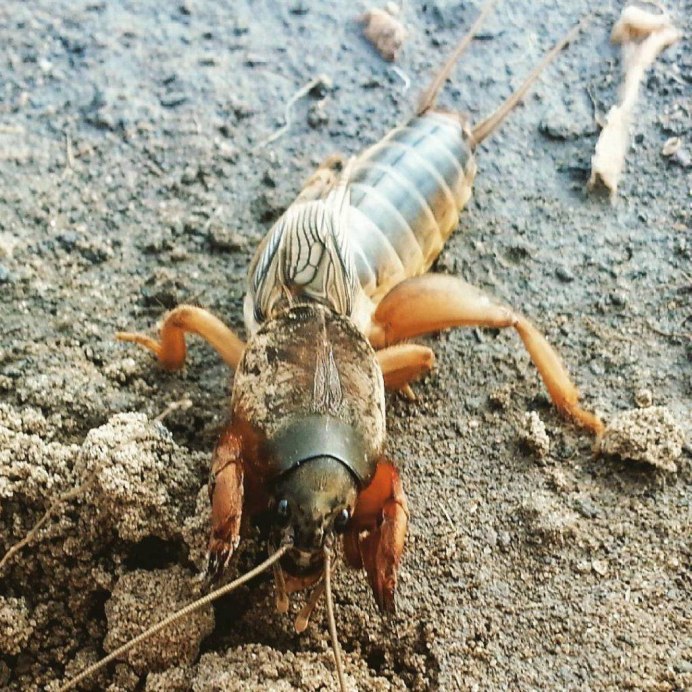 Медведка насекомое личинка