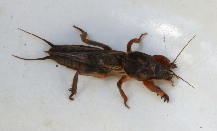 Жук медведка