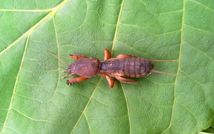 Муха медведка