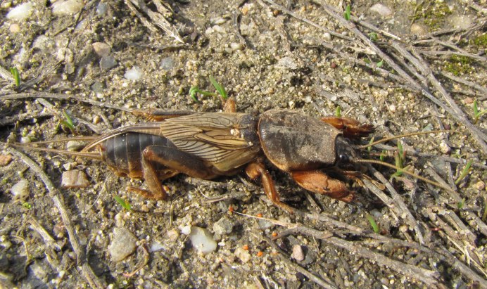 Жук медведка