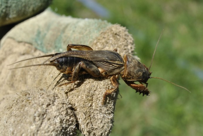Капустянка медведка