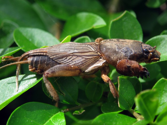 Медведка самка