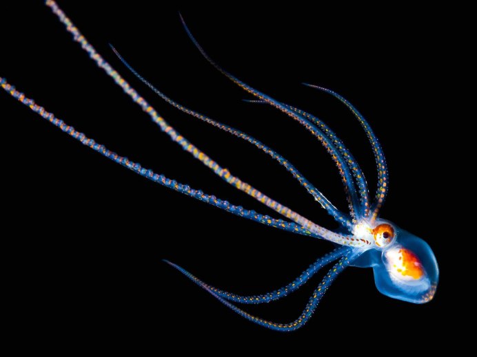Осьминог Vitreledonella