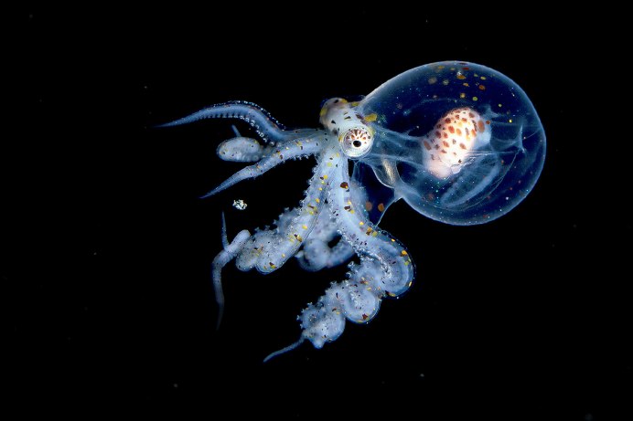Осьминог Vitreledonella