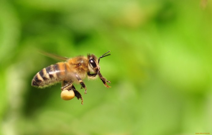 Шмель Шренка – Bombus schrencki