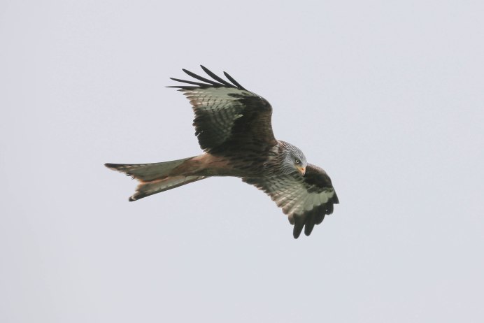 Falcon Flying