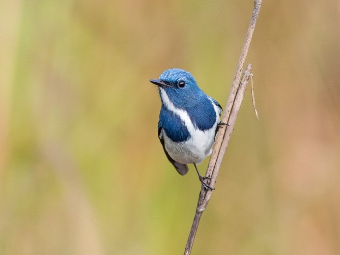 Болотные синяя птица