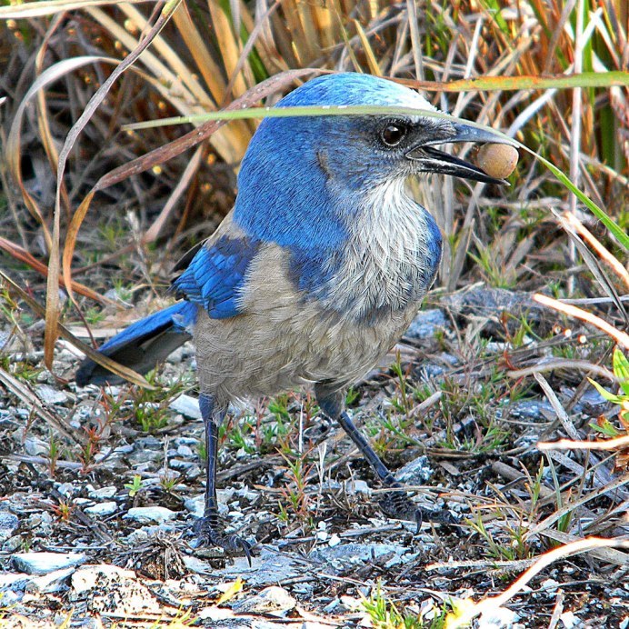 Птица с красной грудкой и синими крыльями