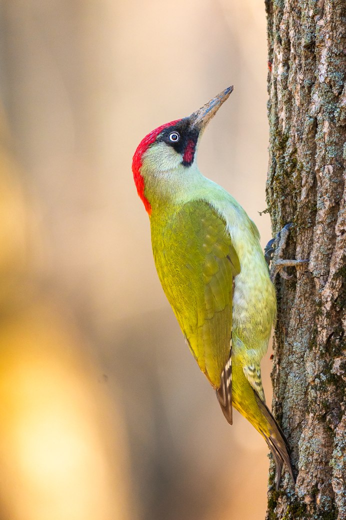Зеленый дятел -Picus viridis Linnaeus (1758)