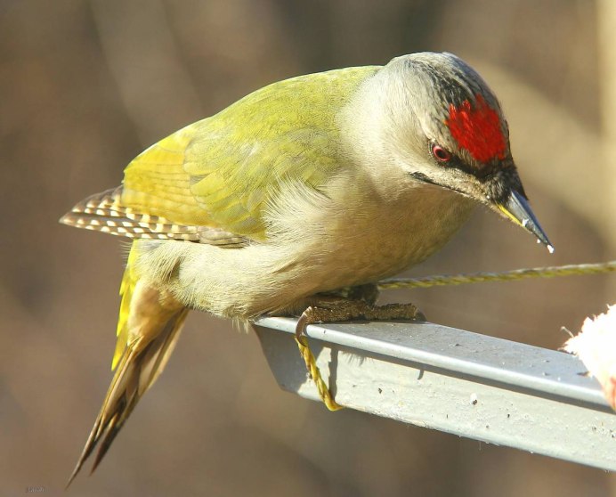 Зеленый дятел