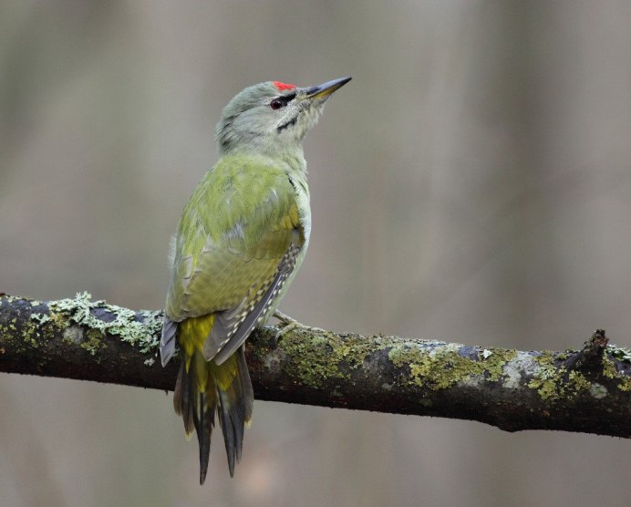 Краснополосый зеленый дятел (Chrysophlegma miniaceum, Banded Woodpecker