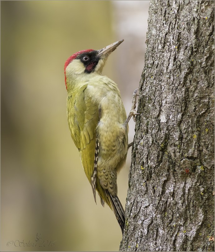 Зеленый дятел дупло