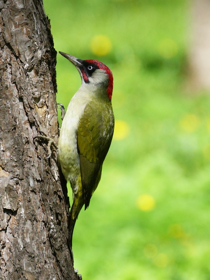 Зеленая птица с красным пятном на голове