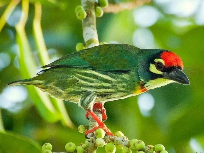 Лунь Луговой зеленый дятел