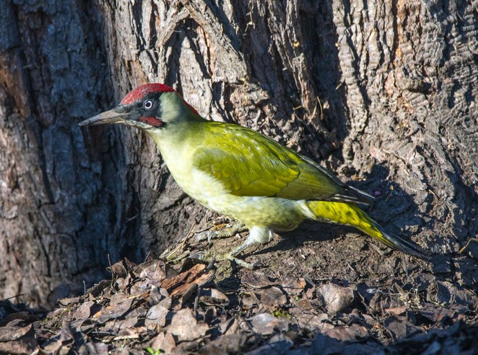 Седой дятел (Picus canus)