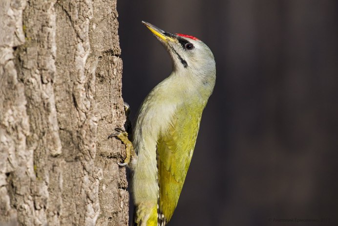 Дятел перцеед